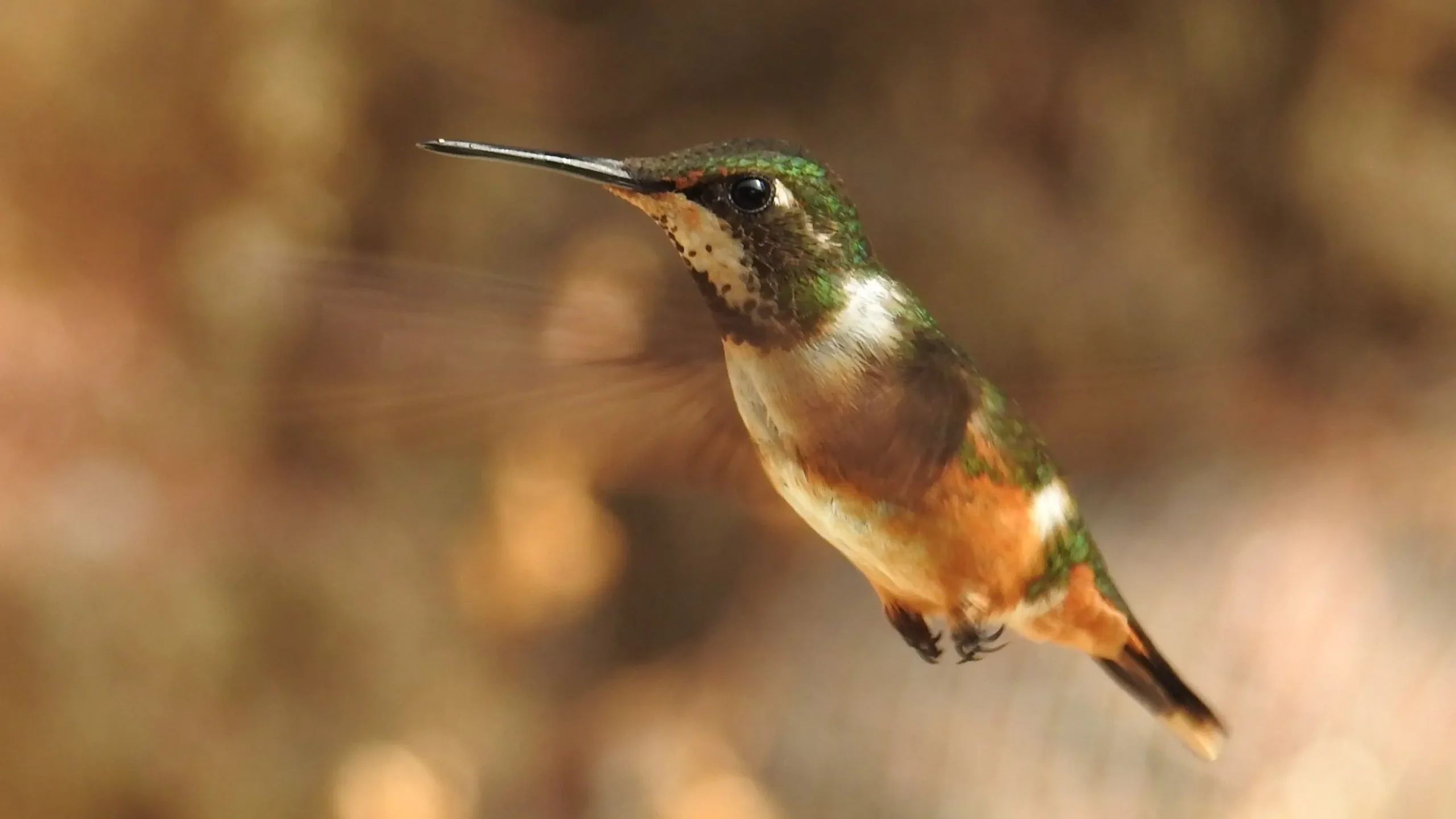 quintagaleon-hummingbirds-16x9-1006