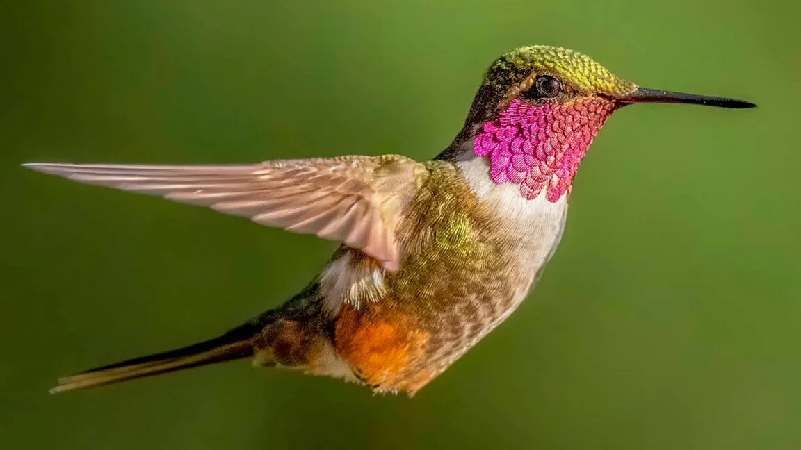 quintagaleon-hummingbirds-16x9-1008