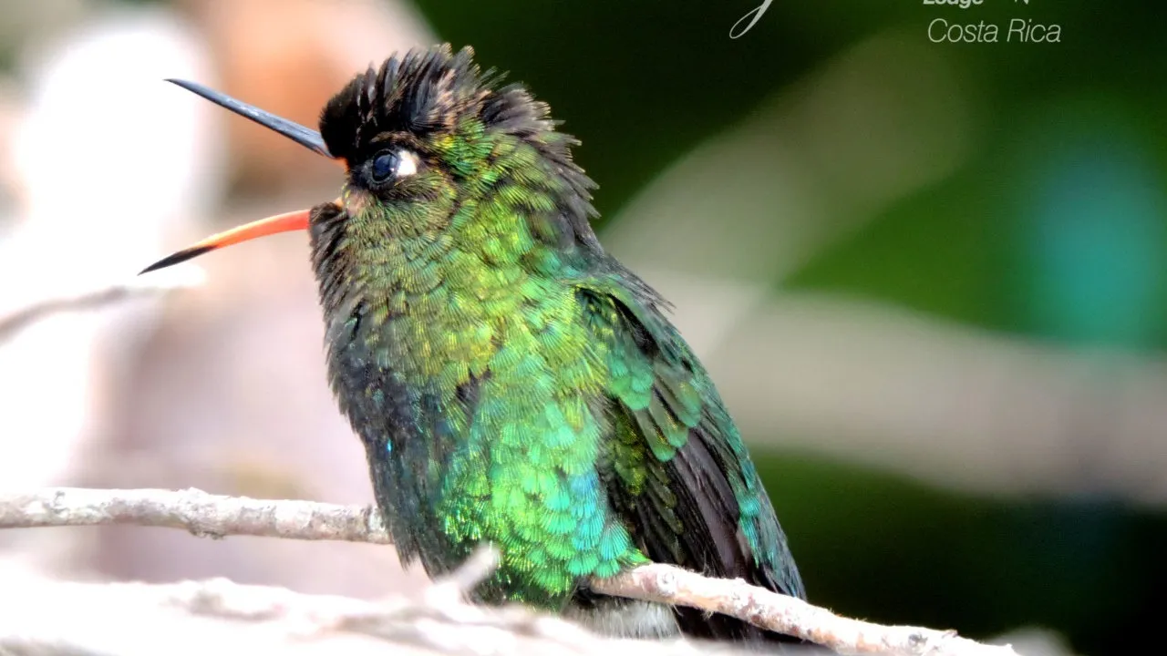 quintagaleon-hummingbirds-16x9-1011