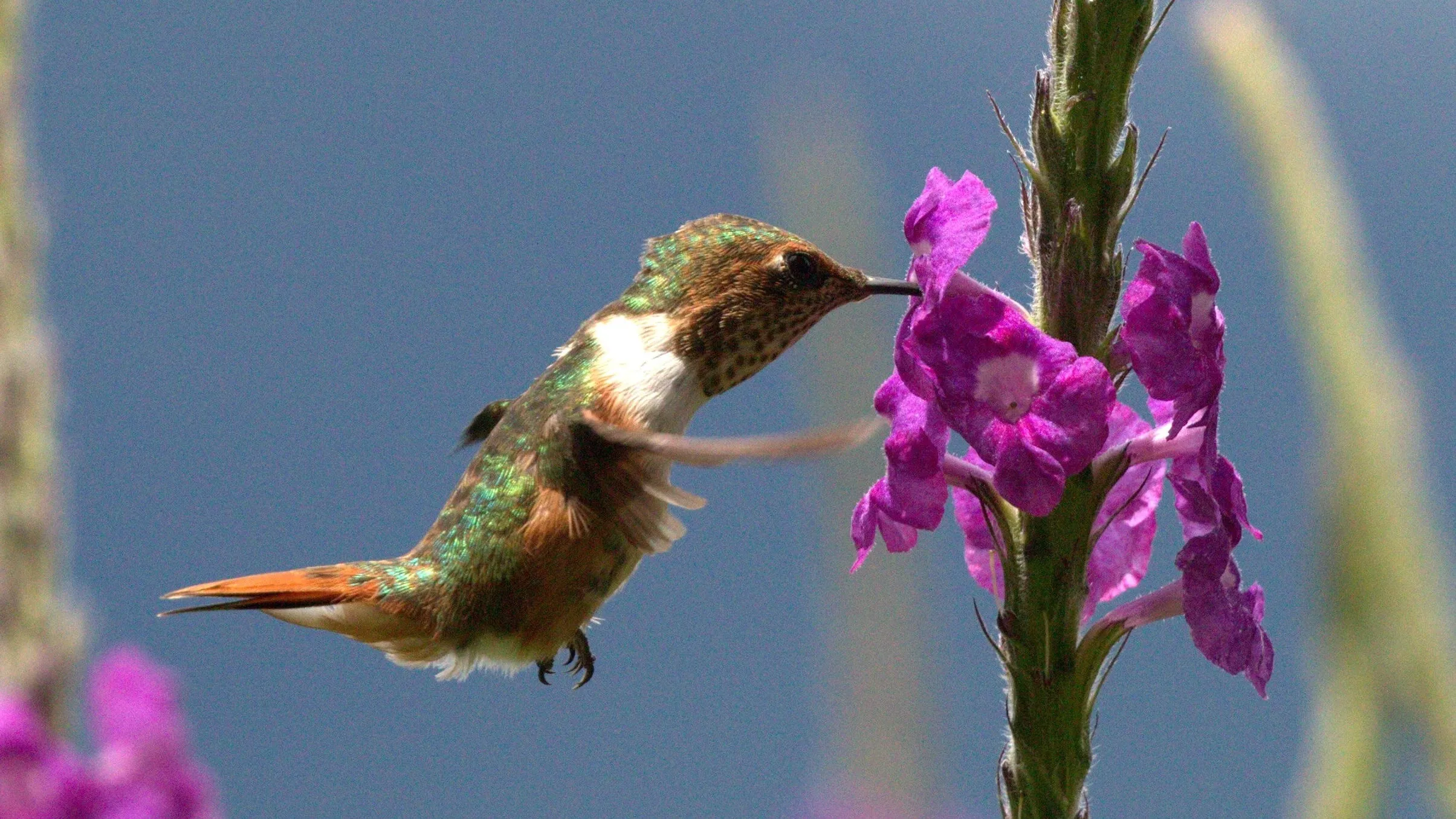 quintagaleon-hummingbirds-16x9-1017