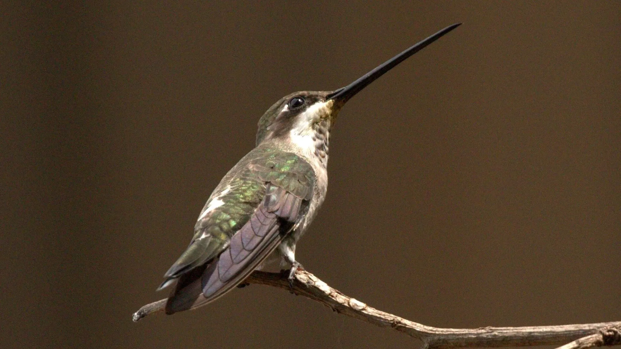 quintagaleon-hummingbirds-16x9-1018