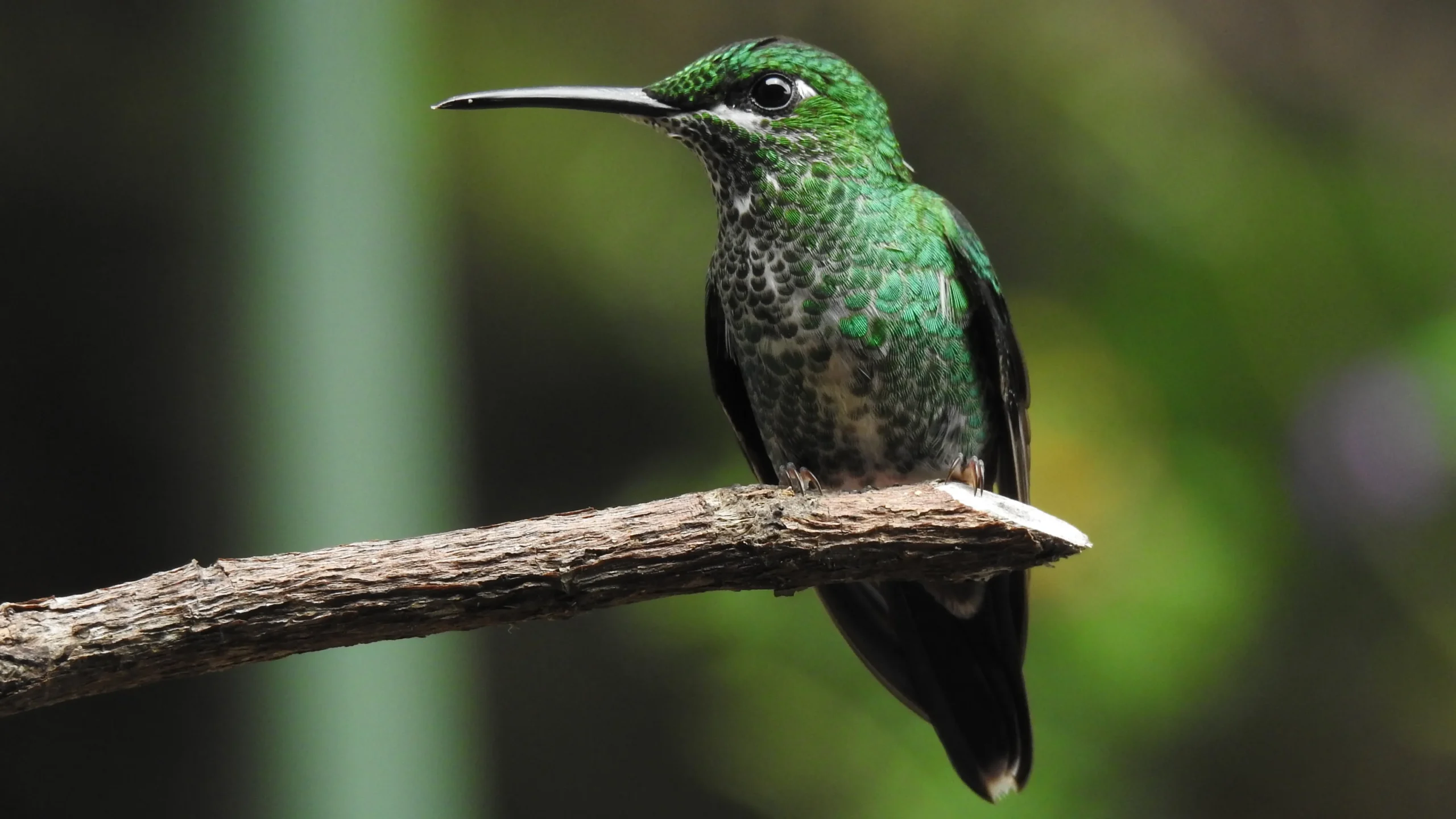 quintagaleon-hummingbirds-16x9-1026