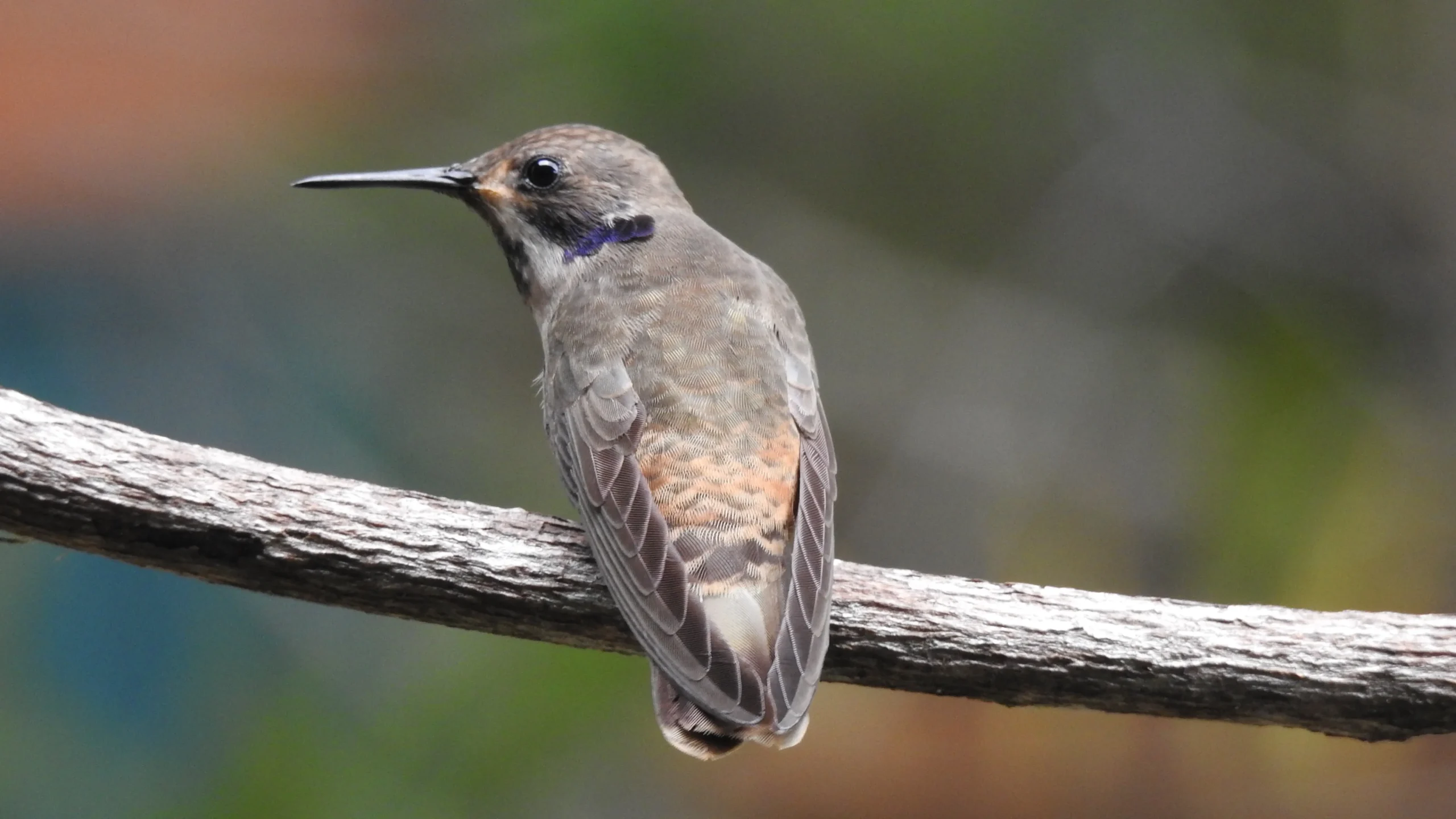 quintagaleon-hummingbirds-16x9-1027