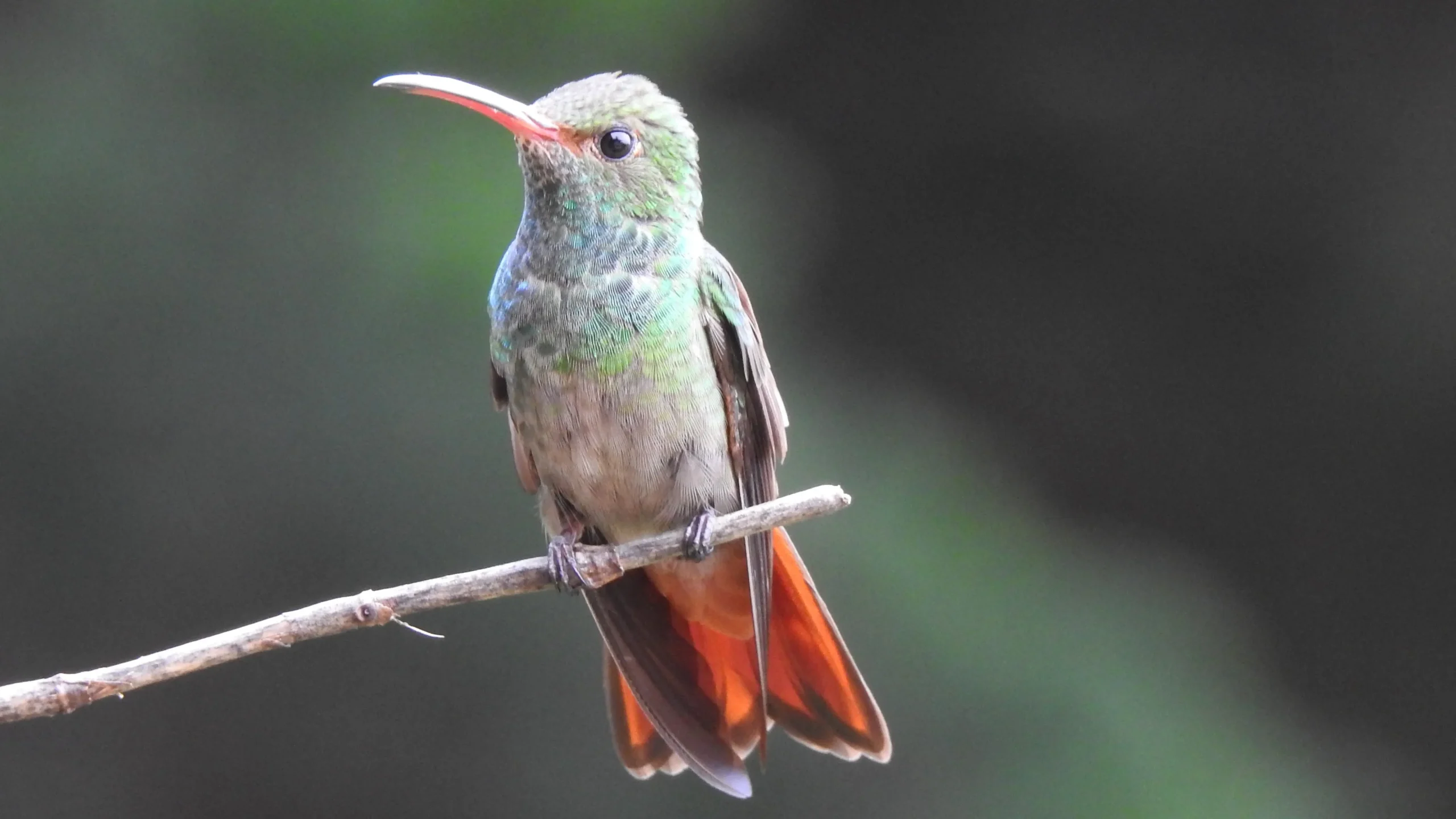 quintagaleon-hummingbirds-16x9-1028