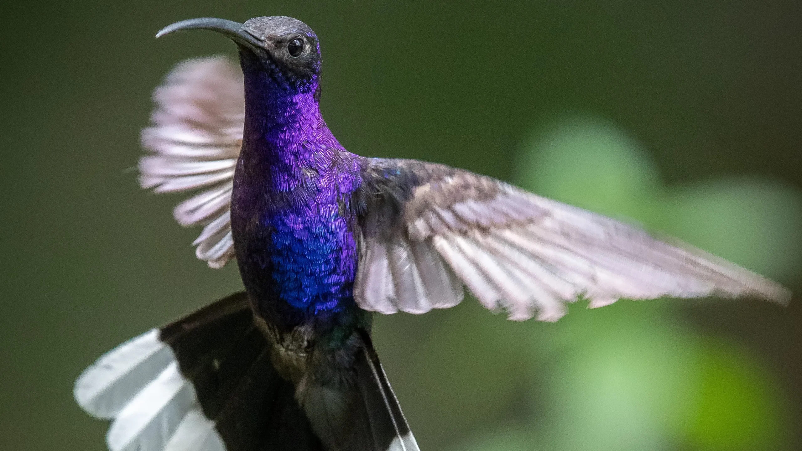 quintagaleon-hummingbirds-16x9-1029