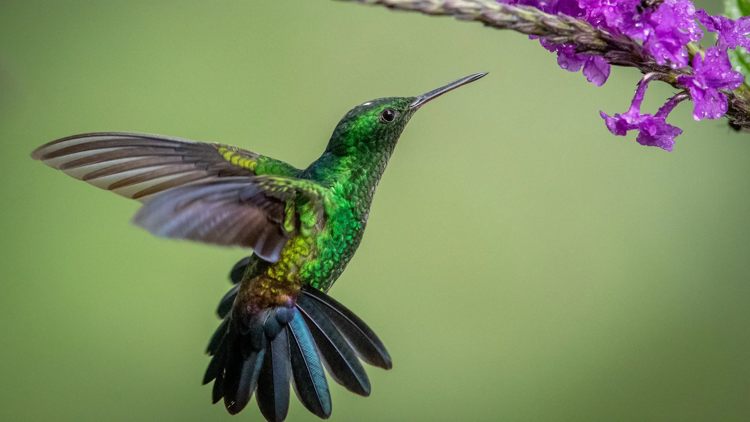 quintagaleon-hummingbirds-16x9-1030