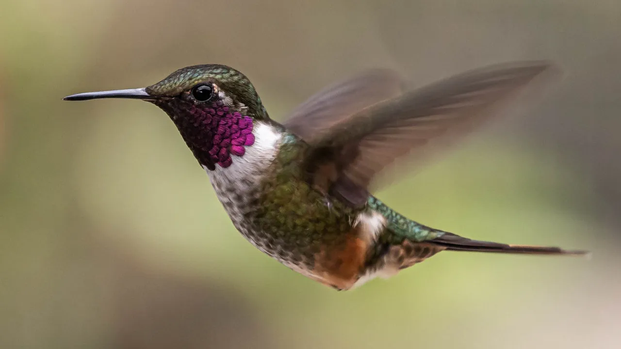 quintagaleon-hummingbirds-16x9-1032