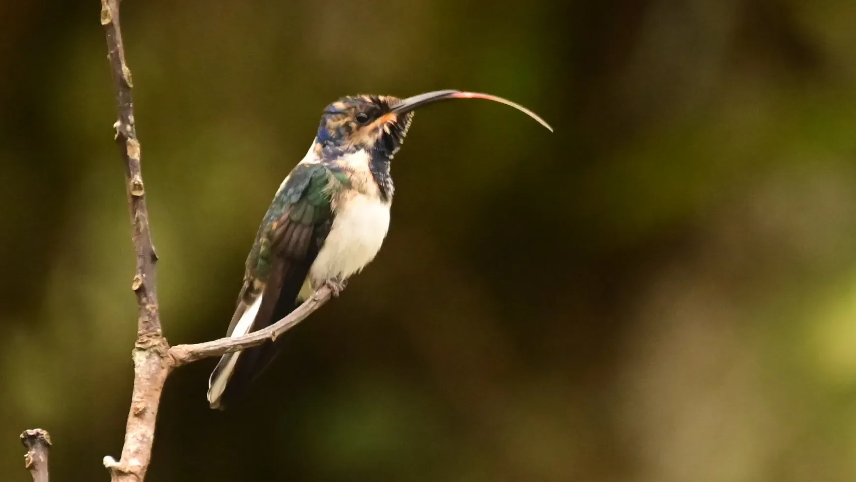 quintagaleon-hummingbirds-2000-0987