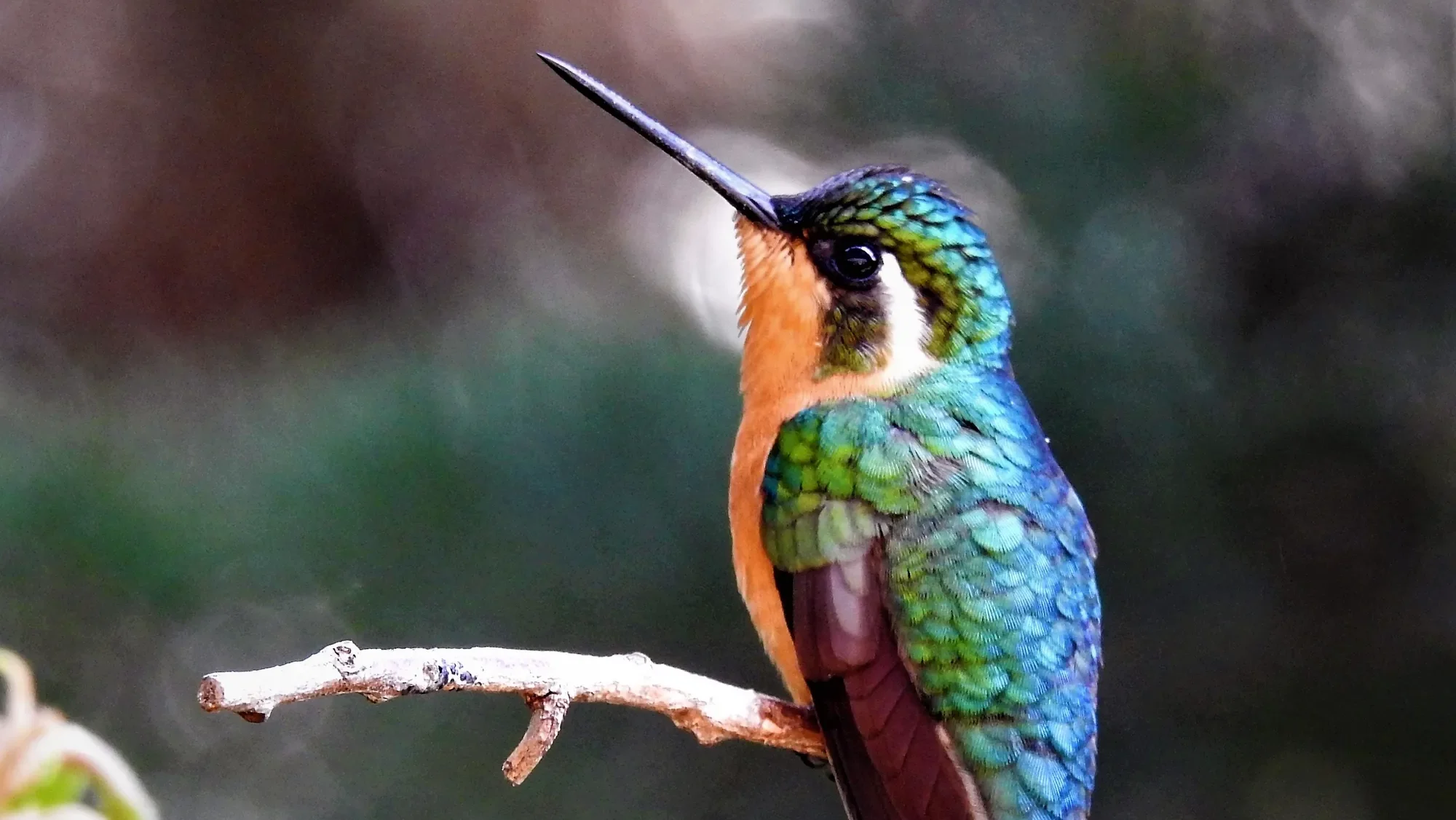 quintagaleon-hummingbirds-2000-147