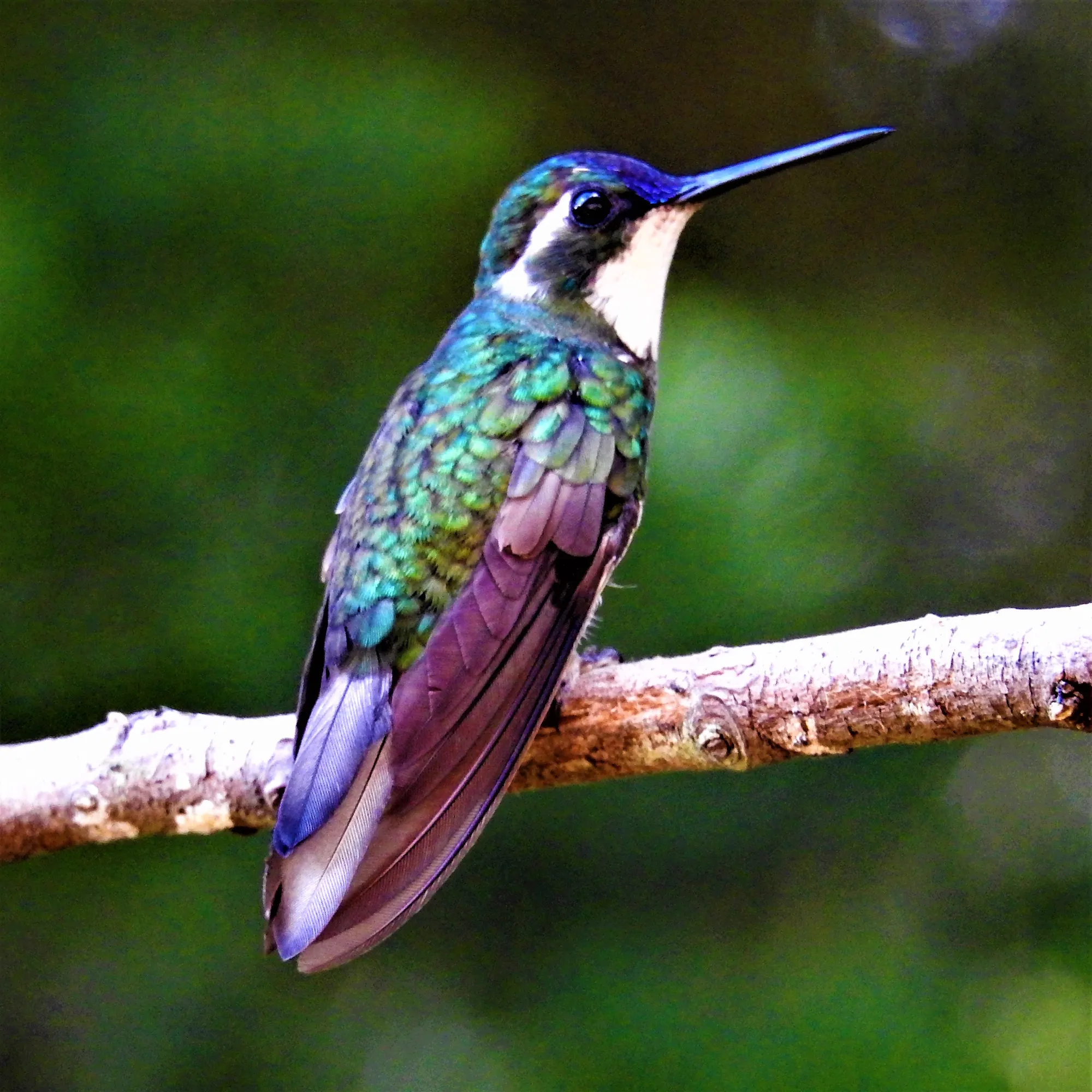 quintagaleon-hummingbirds-2000-148