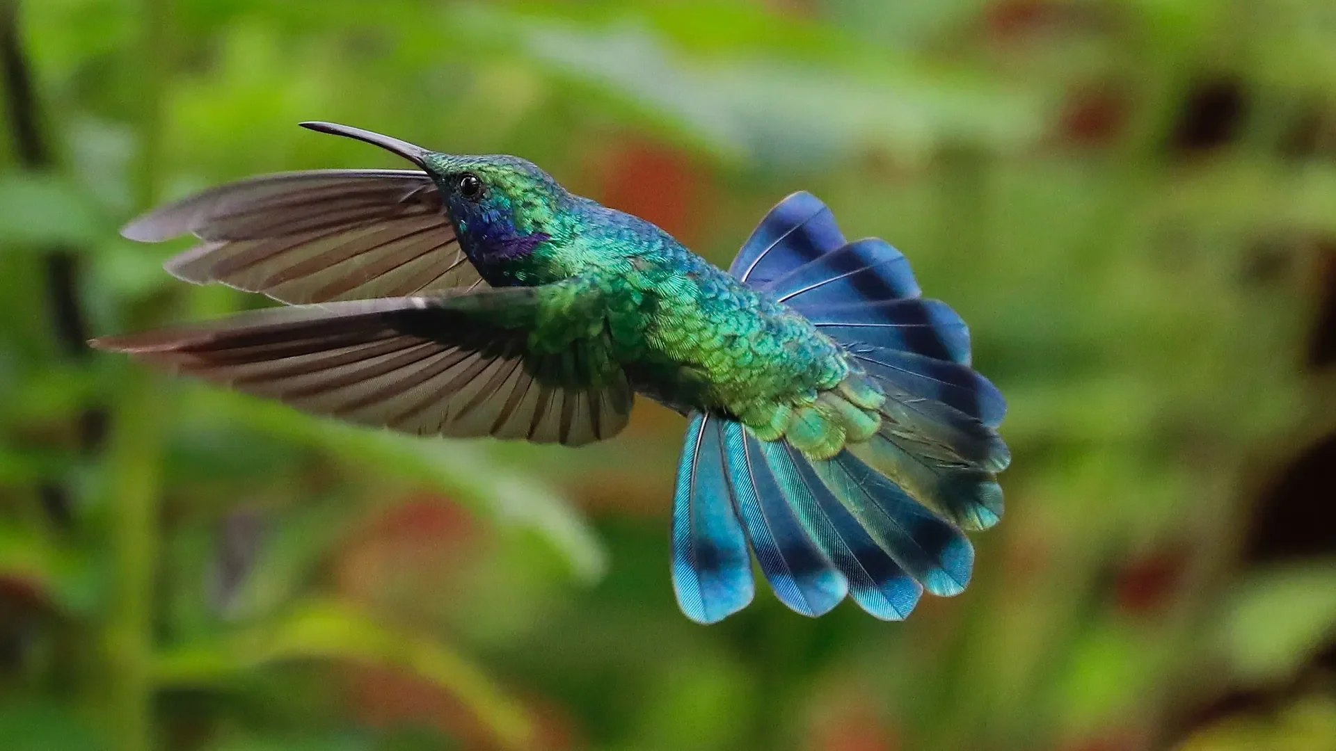 quintagaleon-hummingbirds-2000-710