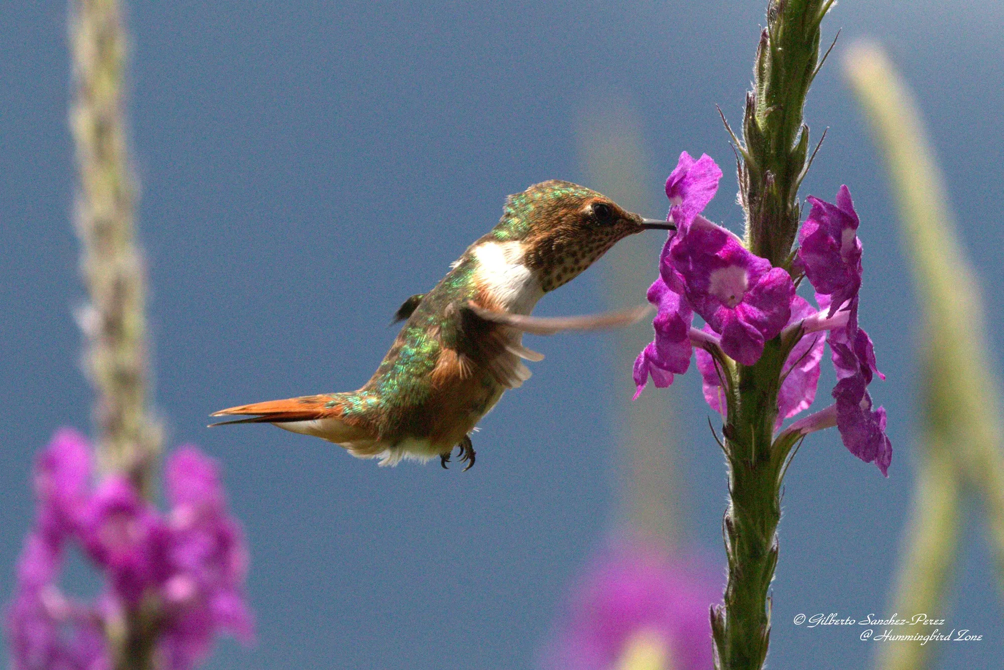 quintagaleon-hummingbirds-2000-715
