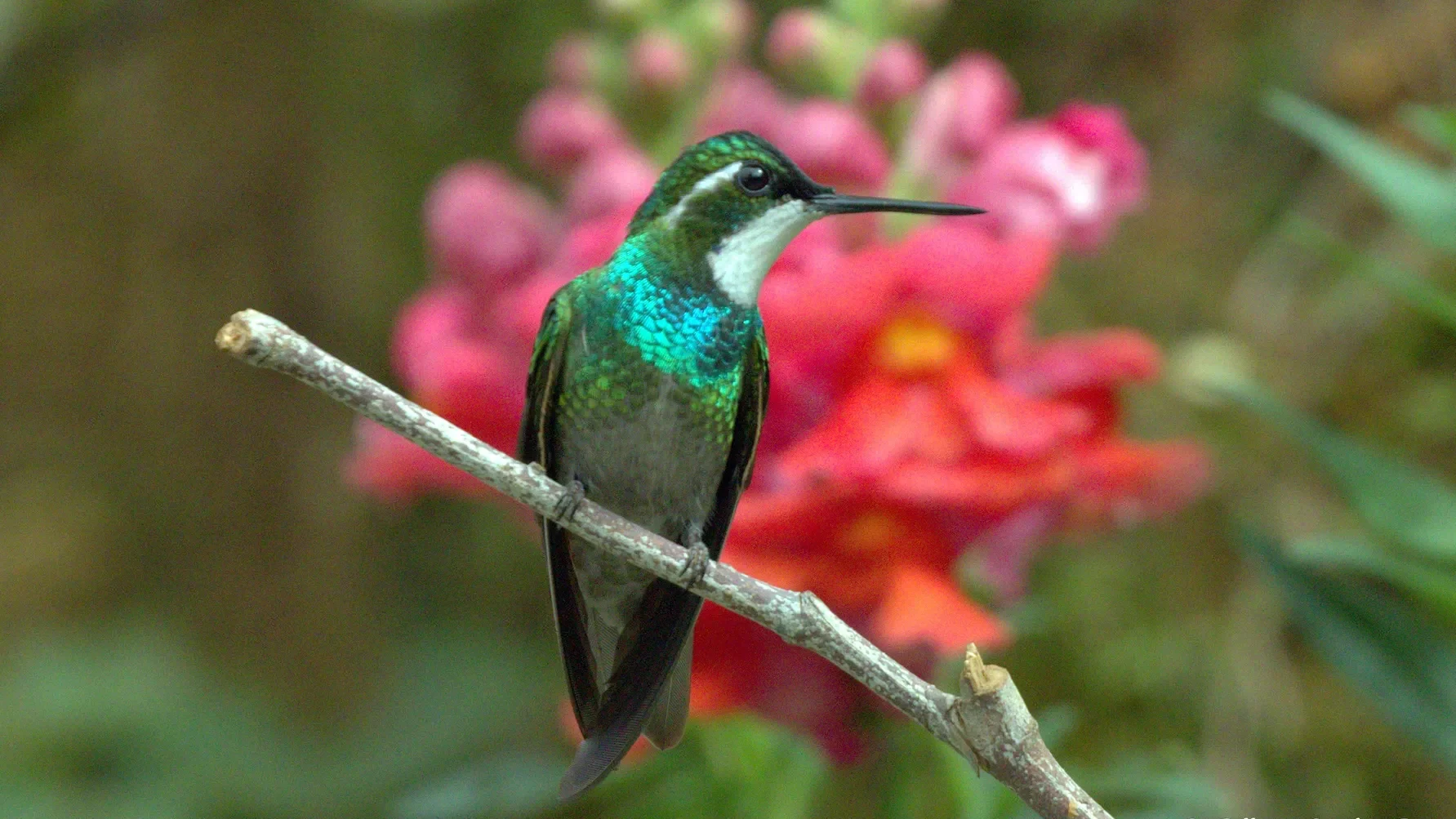 quintagaleon-hummingbirds-2000-720