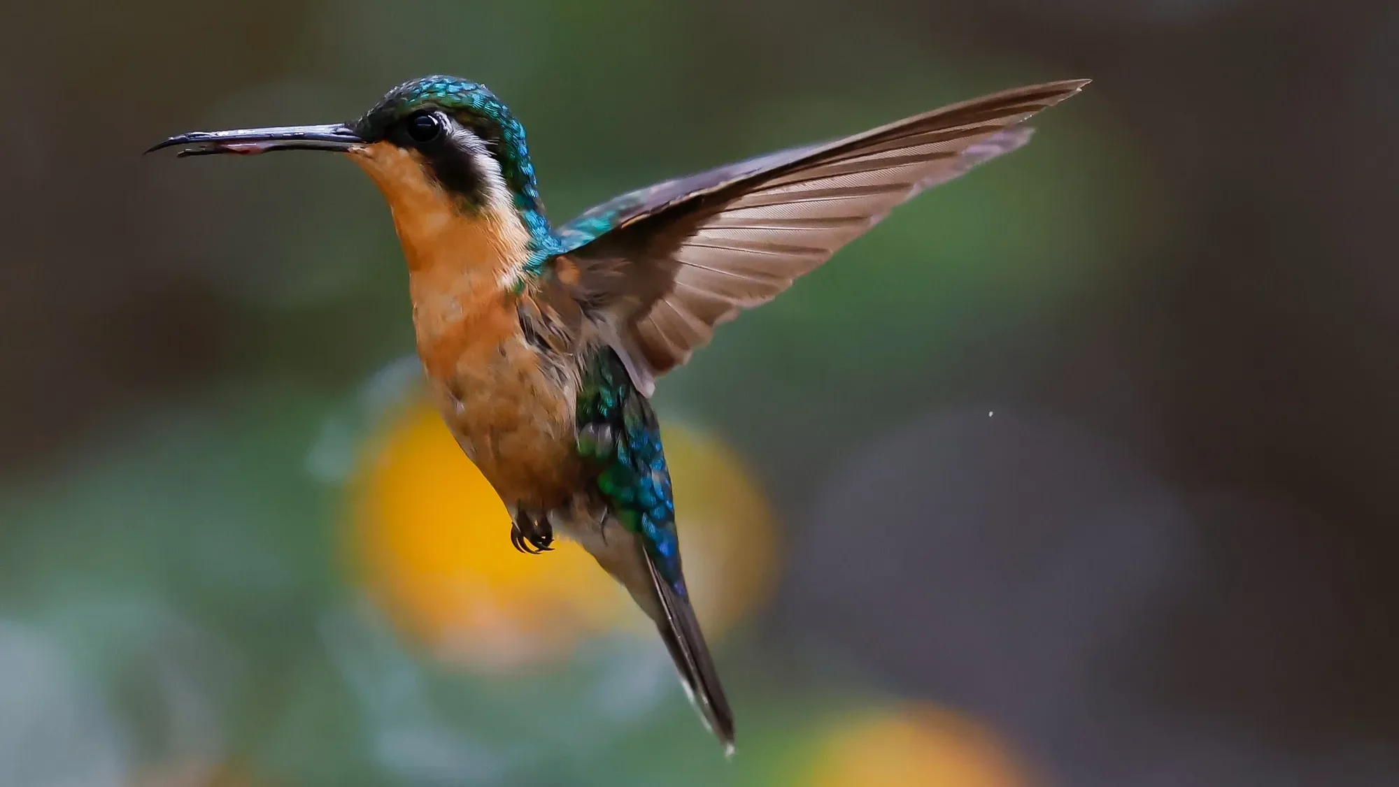 quintagaleon-hummingbirds-2000-739