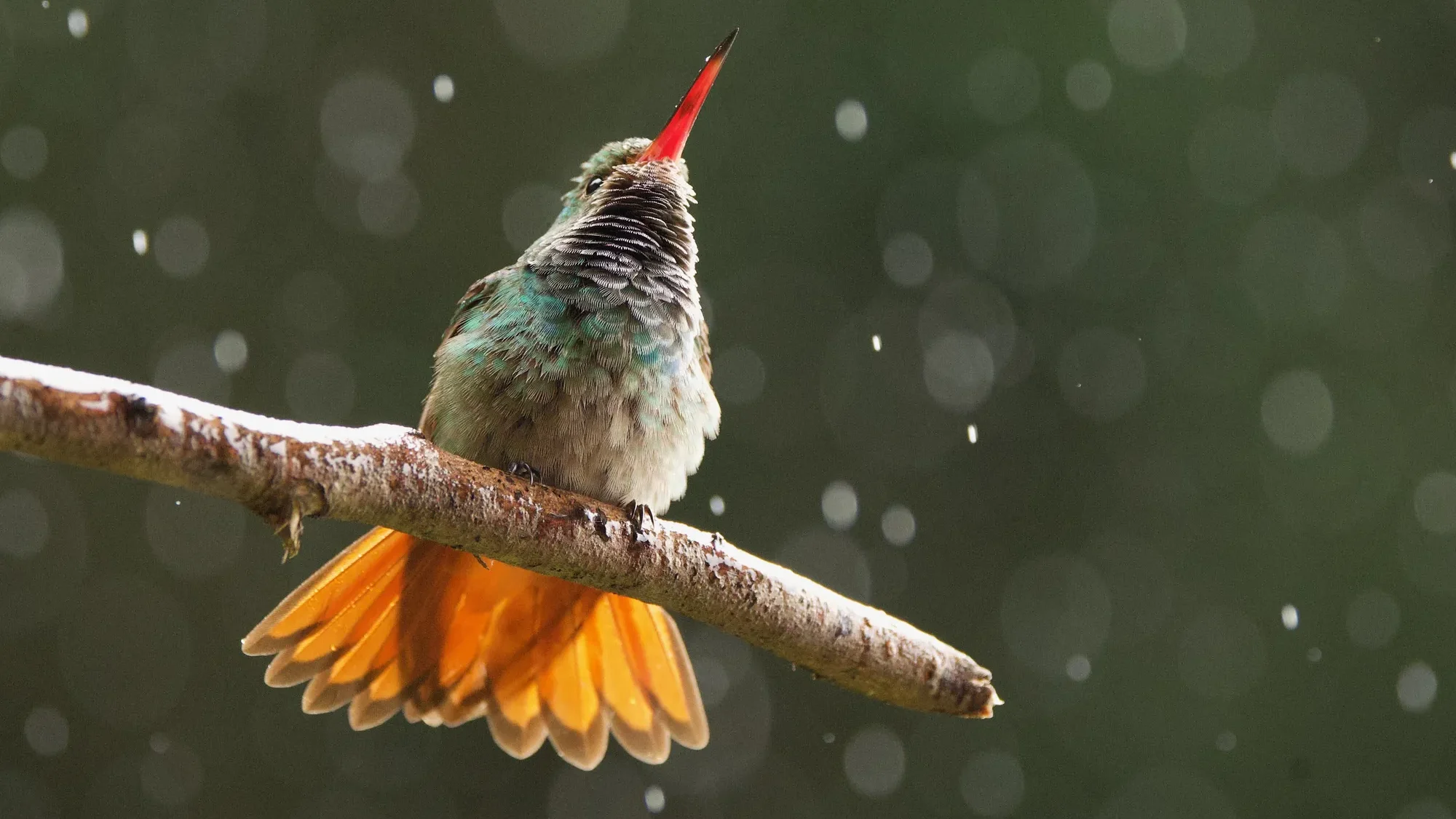 quintagaleon-hummingbirds-2000-760