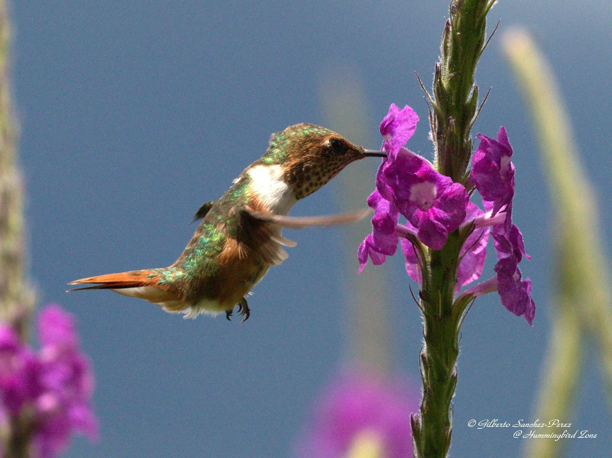 quintagaleon-hummingbirds-2000-768